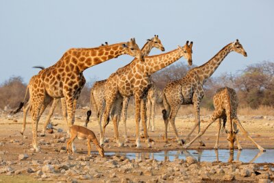 Troupeau de girafes (camelopardalis de Giraffa) à un waterhole, parc national d'Etosha, Namibie.