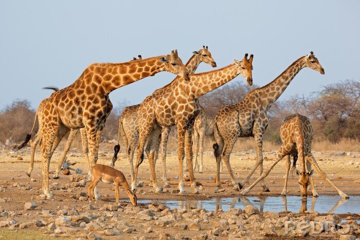 Poster  Troupeau de girafes (camelopardalis de Giraffa) à un waterhole, parc national d'Etosha, Namibie.
