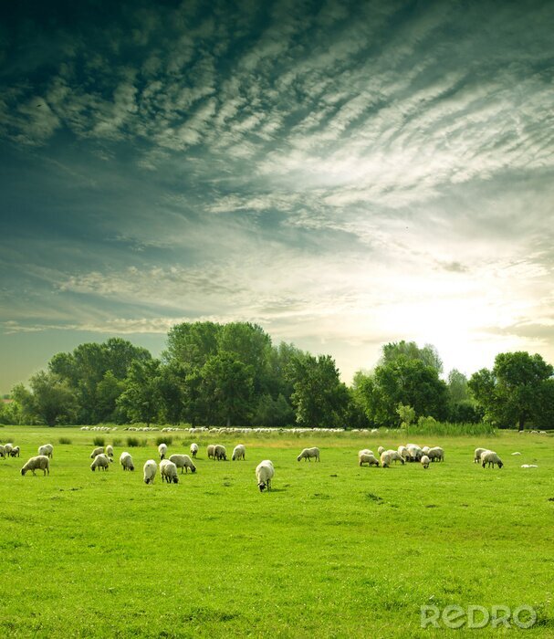 Poster  troupeau de moutons