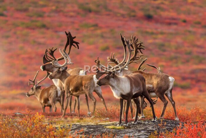 Poster  Troupeau de rennes dans un environnement naturel