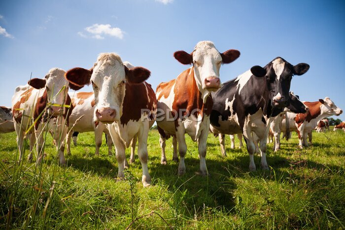 Poster  Troupeau de vaches dans un pâturage verdoyant