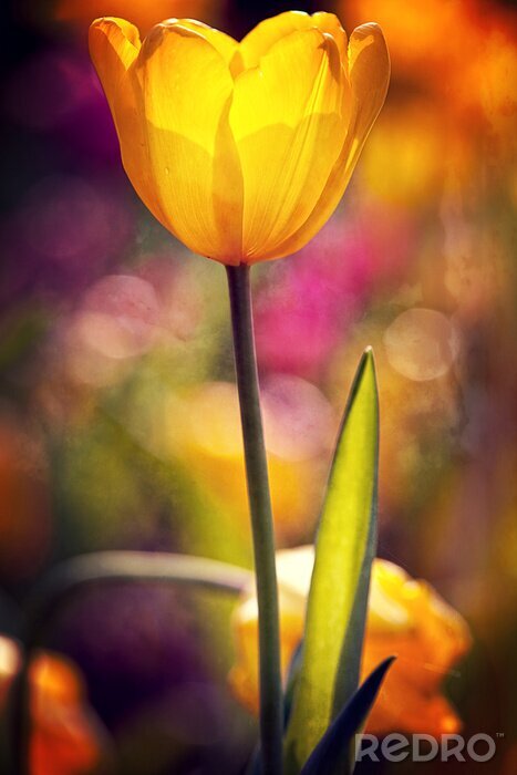 Poster  Tulip pour l'usage de fond