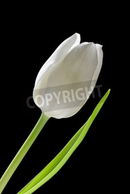 Poster  Tulipe blanche sur un fond foncé