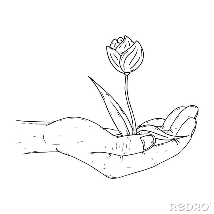 Poster  Tulipe esquissée sur une main masculine
