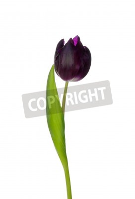 Poster  Tulipe mauve