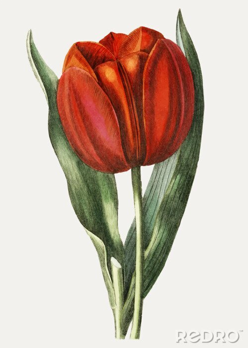 Poster  Tulipe rouge entourée de feuilles