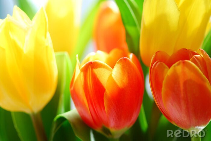 Poster  Tulipes