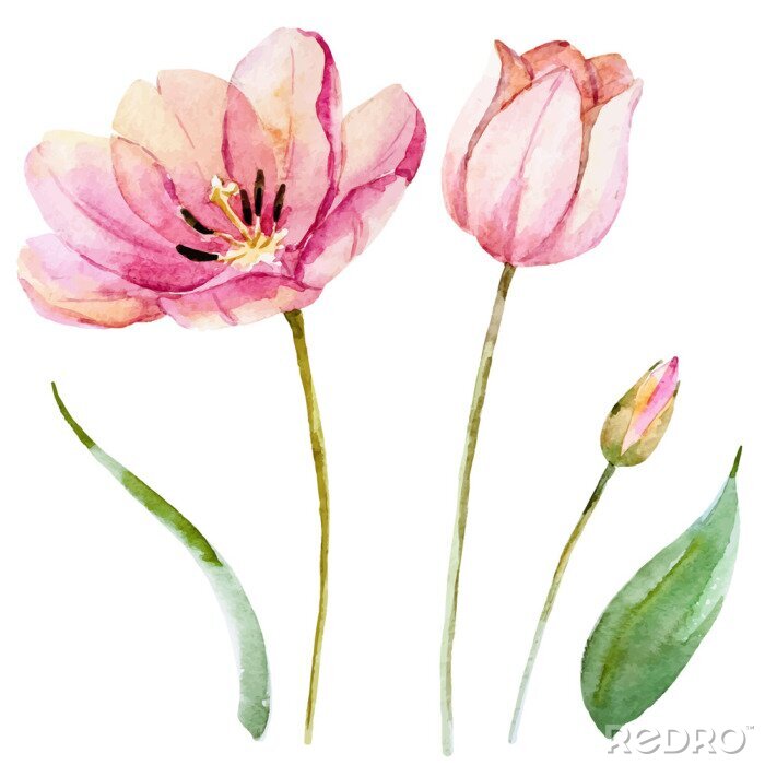Poster  Tulipes aquarelles à différents stades de développement