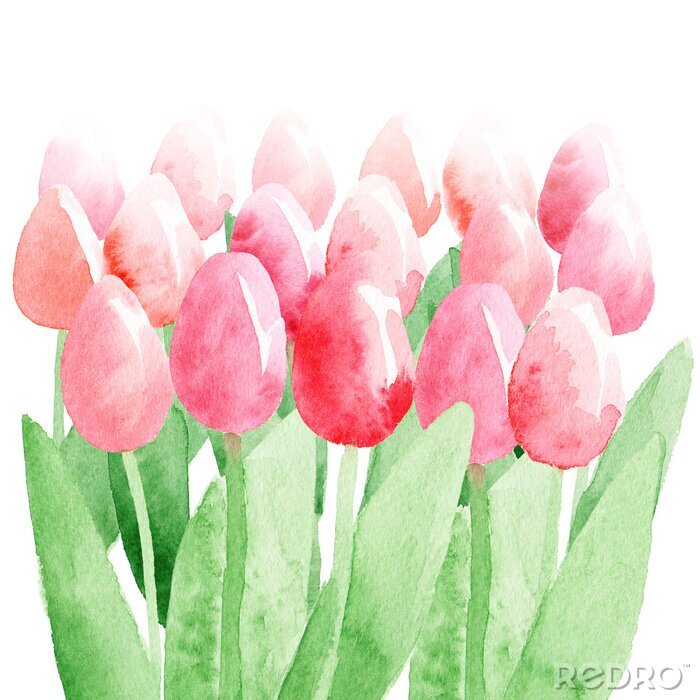 Poster  Tulipes aquarelles romantiques de printemps