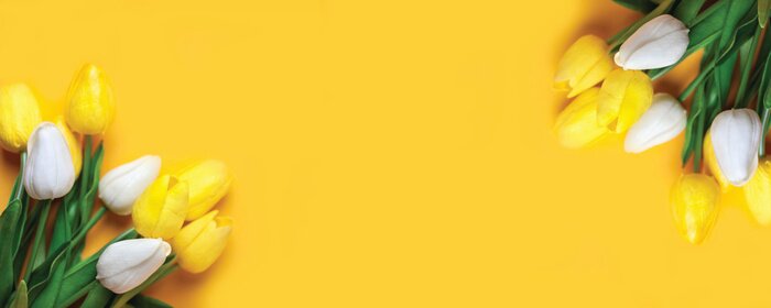Poster  Tulipes bicolores sur fond jaune