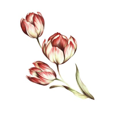 Poster  Tulipes blanches aux pétales teintés de rouge