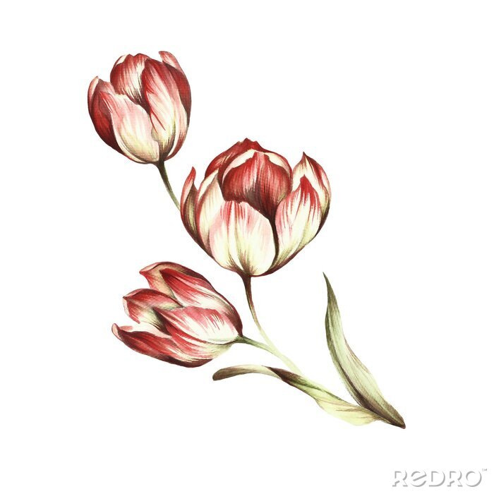 Poster  Tulipes blanches aux pétales teintés de rouge