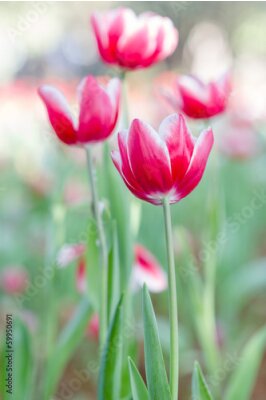 Poster  Tulipes blanches et roses