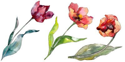 Poster  Tulipes de printemps peintes à l'aquarelle