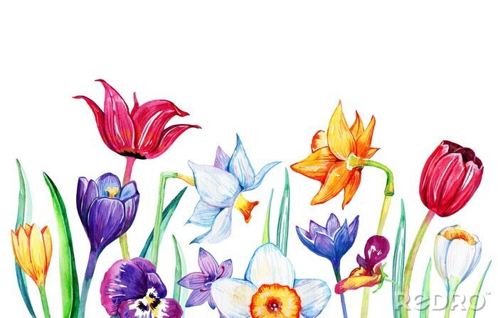 Poster  Tulipes, jonquilles et pensées esquissées composition