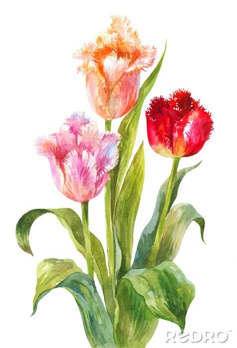 Poster  Tulipes perroquet aquarelle de printemps