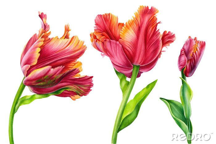 Poster  Tulipes perroquets aux couleurs saturées