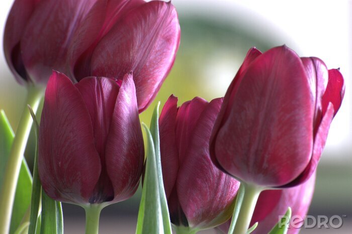 Poster  Tulipes printanières