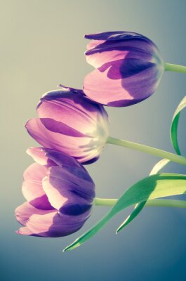 tulipes rétro effet