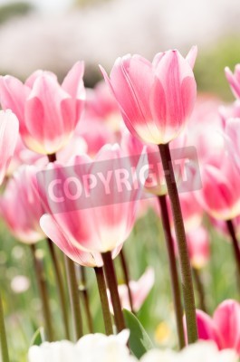 Poster  Tulipes roses