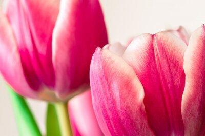 Tulipes roses gros plan