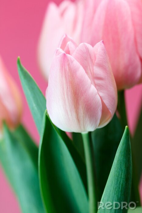 Poster  Tulipes roses sur fond rose
