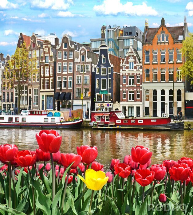Poster  Tulipes rouges d'Amsterdam au bord du canal