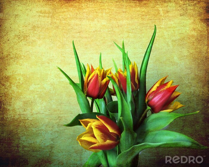 Poster  Tulipes rouges et jaunes sur un fond de grunge