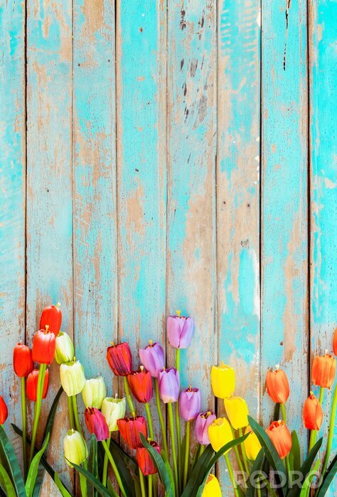 Poster  Tulipes sur fond de planches peintes