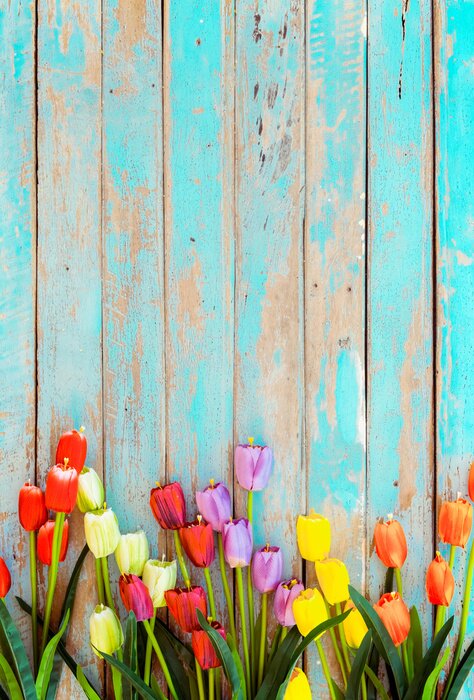 Poster  Tulipes sur fond de planches peintes