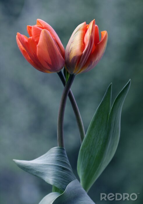 Poster  Tulipes sur fond vert