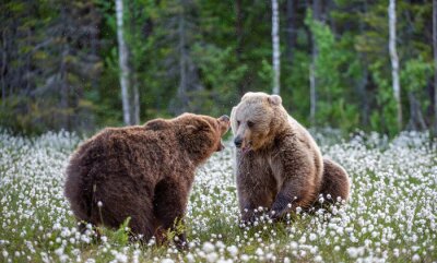 Poster  Two bears fighting in summer forest, among white flowers. Scientific name: Ursus Arctos.