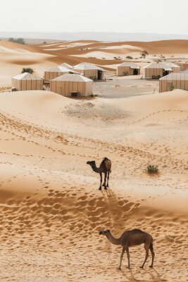 Poster  Two camels near contemporary luxury glamping camp in Morocco Sahara desert. Sand dunes around. Many white modern eco tents.