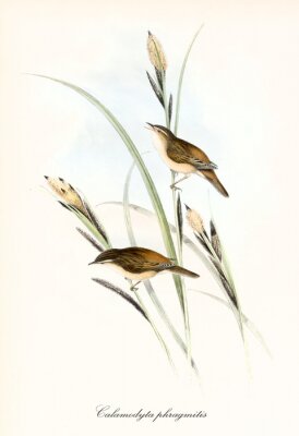 Poster  Two little cute brownish birds on a blade of grass. Old detailed and colorful illustration of Sedge Warbler (Acrocephalus schoenobaenus). By John Gould publ. In London 1862 - 1873
