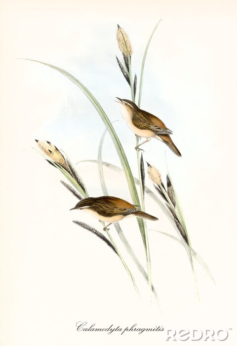 Poster  Two little cute brownish birds on a blade of grass. Old detailed and colorful illustration of Sedge Warbler (Acrocephalus schoenobaenus). By John Gould publ. In London 1862 - 1873
