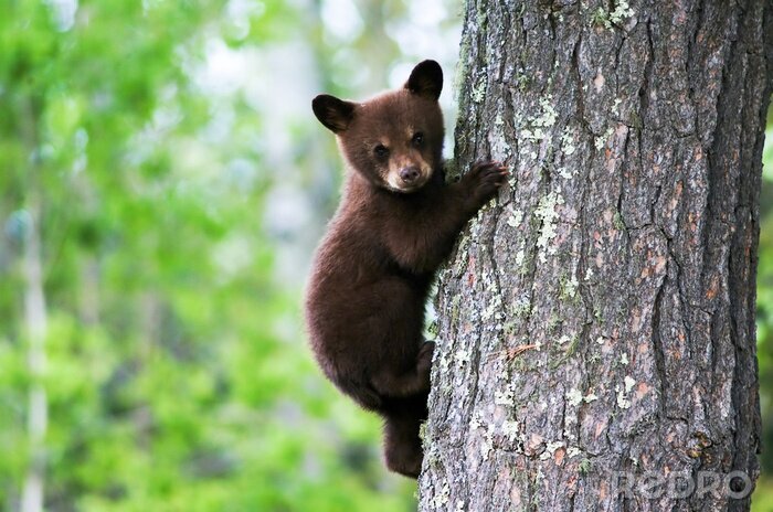 Poster  Un Américain ourson noir accroché sur le côté de l'arbre