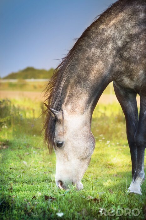 Poster  Un animal qui mange de l'herbe