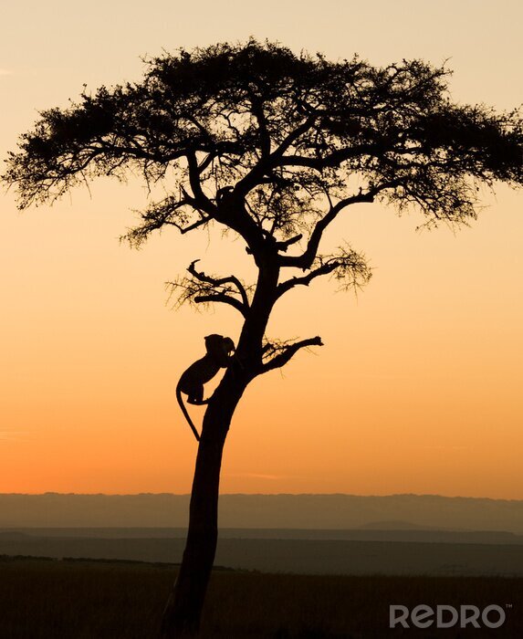 Poster  Un arbre au Kenya