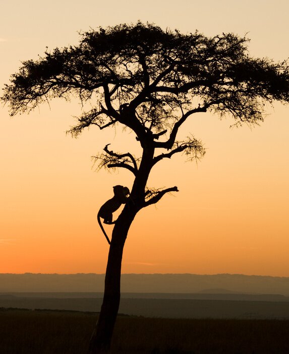 Poster  Un arbre au Kenya