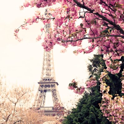Poster  Un arbre aux fleurs roses à Paris