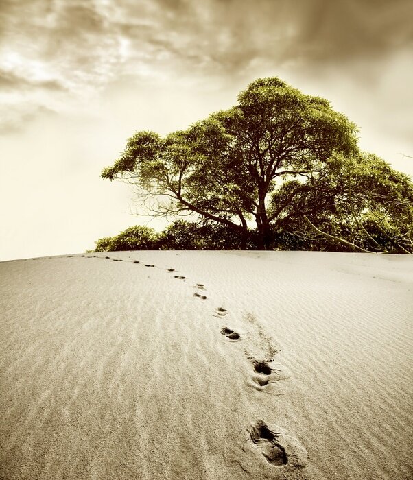 Poster  Un arbre qui s'étend dans le désert