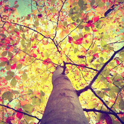 Poster  Un arbre solitaire paré des couleurs d'automne