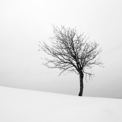 Poster  Un arbre solitaire sur une colline