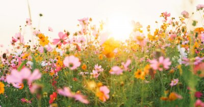 Poster  Un bel été dans une prairie fleurie