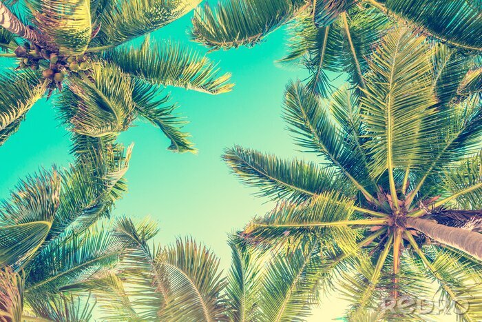 Poster  Un bel été sous les palmiers
