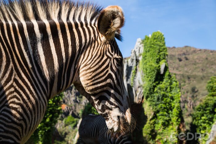 Poster  Un bel zèbre africain dans son environnement naturel