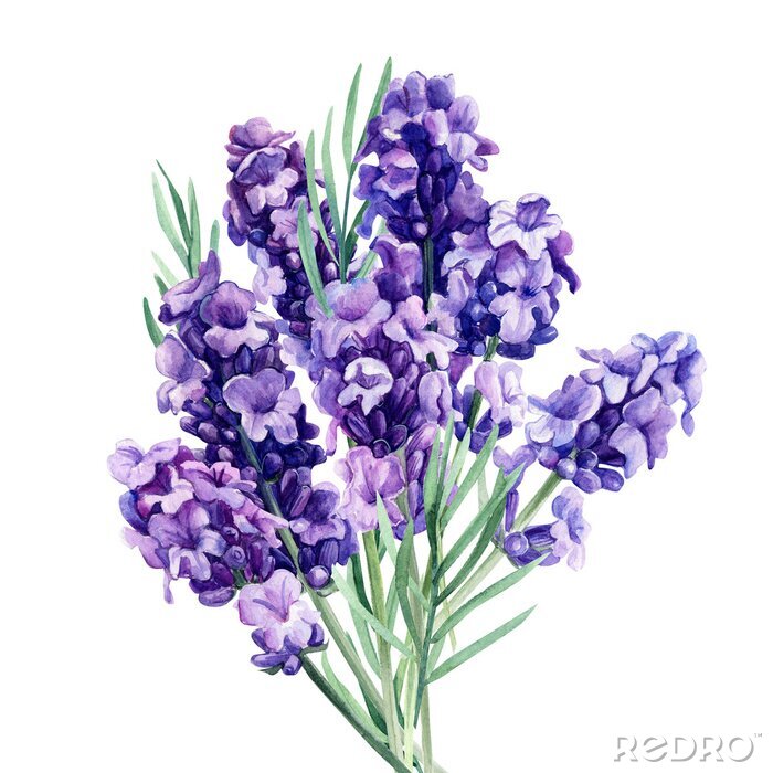 Poster  Un bouquet de fleurs de lavande parfumées