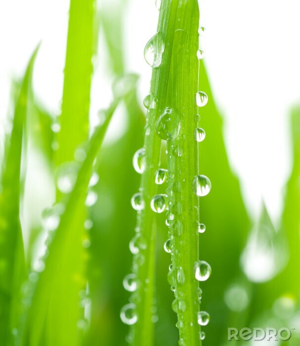 Poster  Un brin d'herbe et des gouttes d'eau