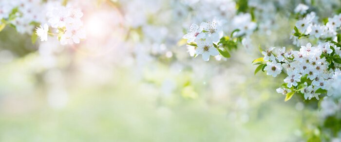 Poster  Un brin de cerisier en fleurs