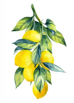 Poster  Un brin de citron en fruits